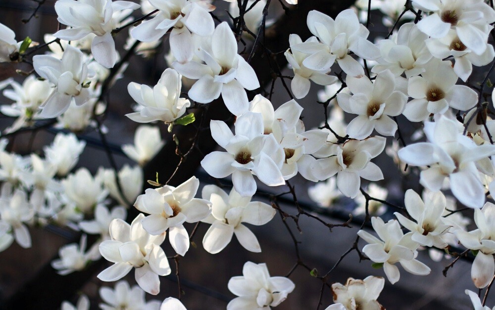 Magnolija - Nuostabūs Medžiai Su Didžiuliais Žiedais