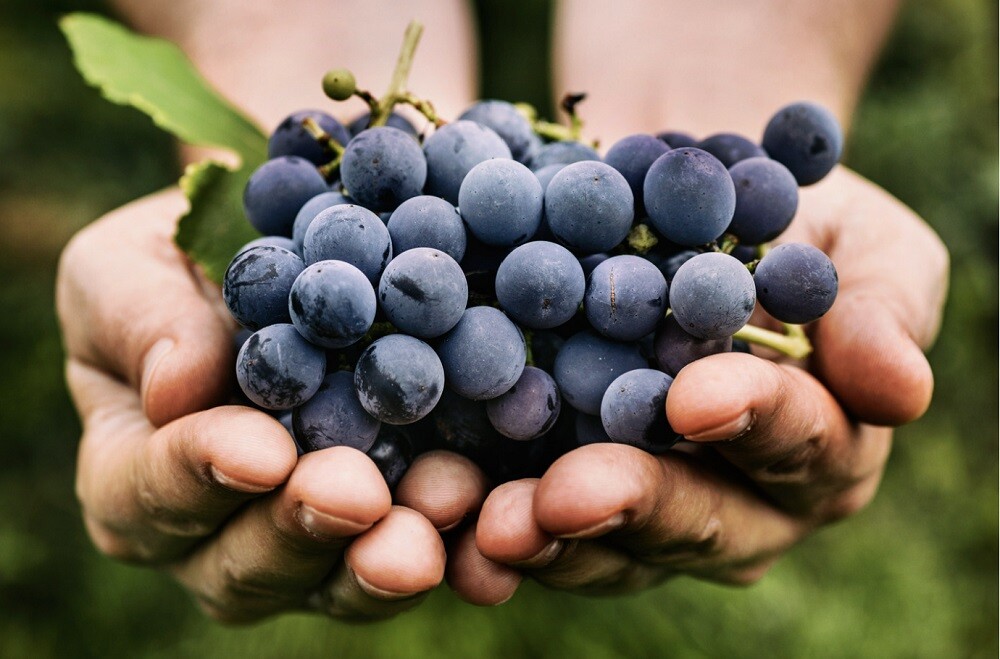 Vynuogiu-sodinimas